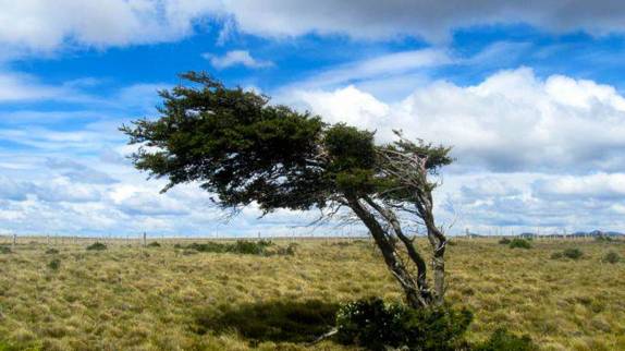 A famosa árvore torta pelo vento, um dos símbolos da Terra do Fogo, no sul do Chile. Quando passamos por aí, já não havia luz. Essa foto foi tirada dias depois pelos nossos amigos suiços, Marco e Tina